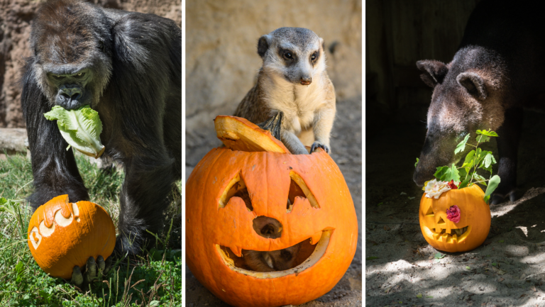 LA Zoo to host Halloween festivities over two weekends