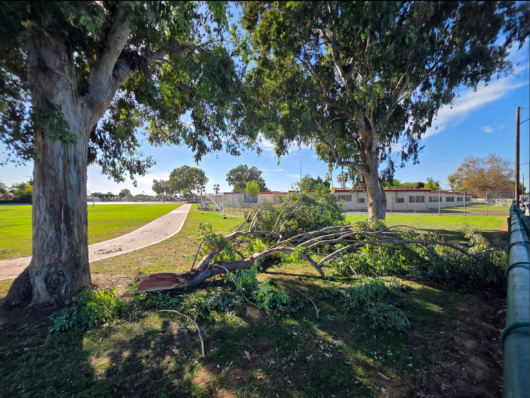 Dozen hurt after tree falls at middle school near Whittier